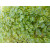 Spicy Mix with Arugula and Cress 