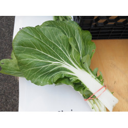 Bok Choi