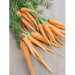 Carrots