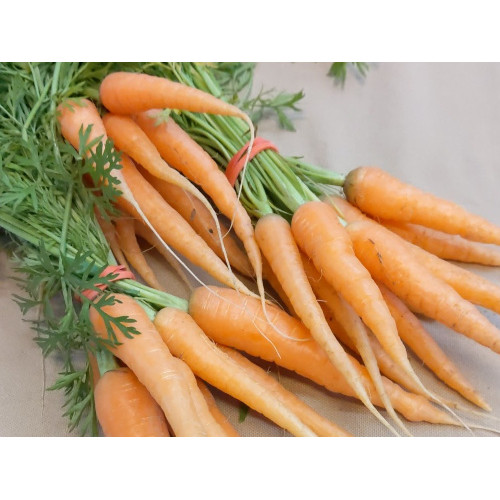 Photograph of a carrot bunch
