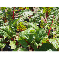 Swiss Chard