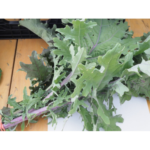 Photograph of a kale bunch