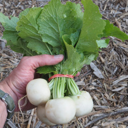 Salad Turnips