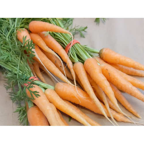 Photograph of a carrot bunch