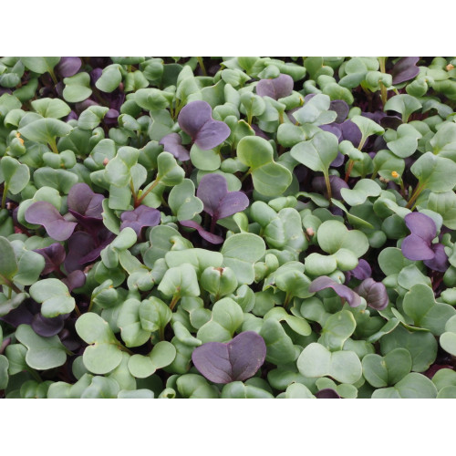 Photo of microgreens in tray